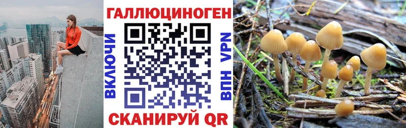 Псилоцибиновые грибы GOLDEN TEACHER где продают Приволжский